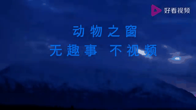 鹰巢之谜主要内容